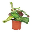BLOOMIQUE - Maranta Silverband - Plante priante - Plante suspendue - Dépolluante - H. 10-20 cm - P. 12 cm - vignette