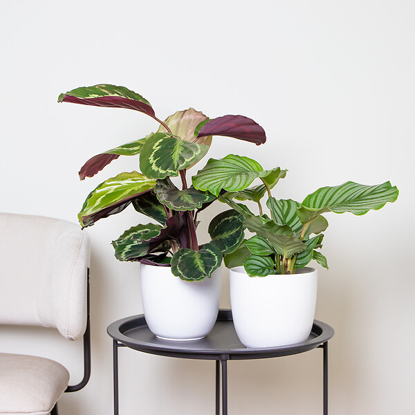 BLOOMIQUE - Lot de 2 Calathea - Medallion et Orbifolia - Plantes paon - Dépolluantes - H. 40-50 cm - P. 14 cm - large