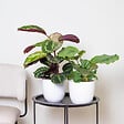 BLOOMIQUE - Lot de 2 Calathea - Medallion et Orbifolia - Plantes paon - Dépolluantes - H. 40-50 cm - P. 14 cm - vignette