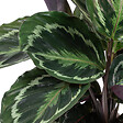 BLOOMIQUE - Lot de 2 Calathea - Medallion et Orbifolia - Plantes paon - Dépolluantes - H. 40-50 cm - P. 14 cm - vignette