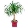 BLOOMIQUE - Beaucarnea Recurvata - Pied d’éléphant - Plantes d’intérieur - Dépolluante - H. 70-90 cm - P. 24 cm - vignette