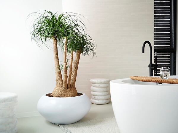 BLOOMIQUE - Beaucarnea Recurvata - Pied d’éléphant - Plantes d’intérieur - Dépolluante - H. 70-90 cm - P. 24 cm - large
