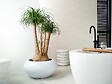 BLOOMIQUE - Beaucarnea Recurvata - Pied d’éléphant - Plantes d’intérieur - Dépolluante - H. 70-90 cm - P. 24 cm - vignette