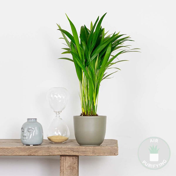 BLOOMIQUE - Dypsis Lutescens - Palmier Areca - Plantes d’intérieur - Dépolluante - H. 20-30 cm - P. 10,5 cm - large