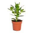 BLOOMIQUE - Clusia Rosea - Arbre à cochons - Plante d’intérieur - Dépolluante - H. 20-30 cm - P. 12 cm - vignette