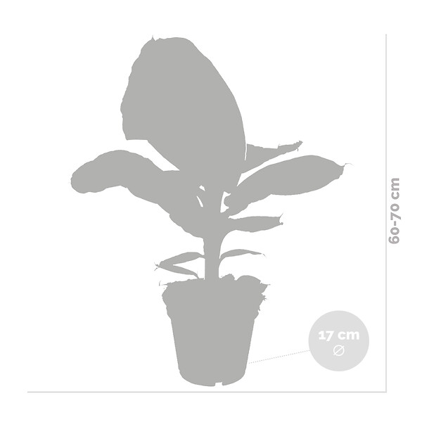 BLOOMIQUE - Musa Dwarf Cavendish - Bananier d’intérieur - Plante d’intérieur - H. 60-70 cm - P. 17 cm - large