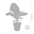 BLOOMIQUE - Musa Dwarf Cavendish - Bananier d’intérieur - Plante d’intérieur - H. 60-70 cm - P. 17 cm - vignette