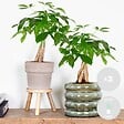 BLOOMIQUE - Lot de 2 - Pachira Aquatica - Arbre à argent - Plante d’intérieur - H. 25-35 cm - P. 12 cm - vignette