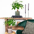 BLOOMIQUE - Lot de 2 - Pachira Aquatica - Arbre à argent - Plante d’intérieur - H. 25-35 cm - P. 12 cm - vignette