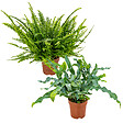 BLOOMIQUE - Lot de 2 Fougères - Nephrolepis Green Lady & Phlebodium Blue Star - H. 20-30 cm - P. 12 cm - vignette