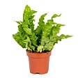 BLOOMIQUE - Asplenium Crispy Wave - Fougère nid d’oiseau - Plante d’intérieur - H. 20-30 cm - P. 12 cm - vignette