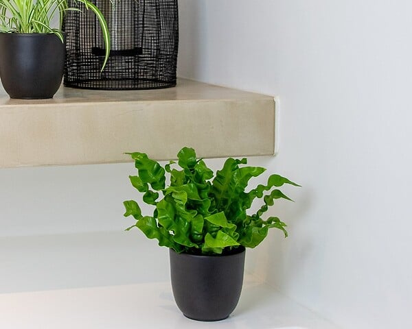 BLOOMIQUE - Asplenium Crispy Wave - Fougère nid d’oiseau - Plante d’intérieur - H. 20-30 cm - P. 12 cm - large