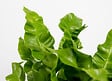 BLOOMIQUE - Asplenium Crispy Wave - Fougère nid d’oiseau - Plante d’intérieur - H. 20-30 cm - P. 12 cm - vignette