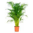 BLOOMIQUE - Dypsis Lutescens - Palmier Areca - Plantes d’intérieur - Dépolluante - H. 100-110 cm - P. 21 cm - vignette