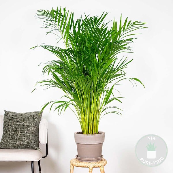 BLOOMIQUE - Dypsis Lutescens - Palmier Areca - Plantes d’intérieur - Dépolluante - H. 100-110 cm - P. 21 cm - large