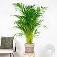 BLOOMIQUE - Dypsis Lutescens - Palmier Areca - Plantes d’intérieur - Dépolluante - H. 100-110 cm - P. 21 cm - vignette
