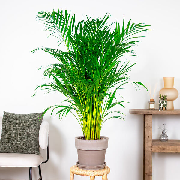 BLOOMIQUE - Dypsis Lutescens - Palmier Areca - Plantes d’intérieur - Dépolluante - H. 100-110 cm - P. 21 cm - large