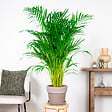 BLOOMIQUE - Dypsis Lutescens - Palmier Areca - Plantes d’intérieur - Dépolluante - H. 100-110 cm - P. 21 cm - vignette