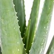 BLOOMIQUE - Lot de 2 - Aloe Vera - Plantes d’intérieur - Plantes grasses - Succulentes - H. 30-40 cm - P. 12 cm - vignette