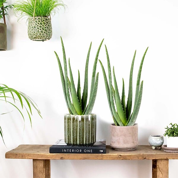 BLOOMIQUE - Lot de 2 - Aloe Vera - Plantes d’intérieur - Plantes grasses - Succulentes - H. 30-40 cm - P. 12 cm - large