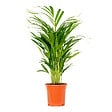 BLOOMIQUE - Dypsis Lutescens - Palmier Areca - Plantes d’intérieur - Dépolluante - H. 60-70 cm - P. 17 cm - vignette