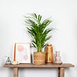 BLOOMIQUE - Dypsis Lutescens - Palmier Areca - Plantes d’intérieur - Dépolluante - H. 60-70 cm - P. 17 cm - vignette