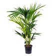 BLOOMIQUE - Howea Forsteriana - Palmier Kentia - Plantes d’intérieur - Dépolluante - H. 80-100 cm - P. 19 cm - vignette