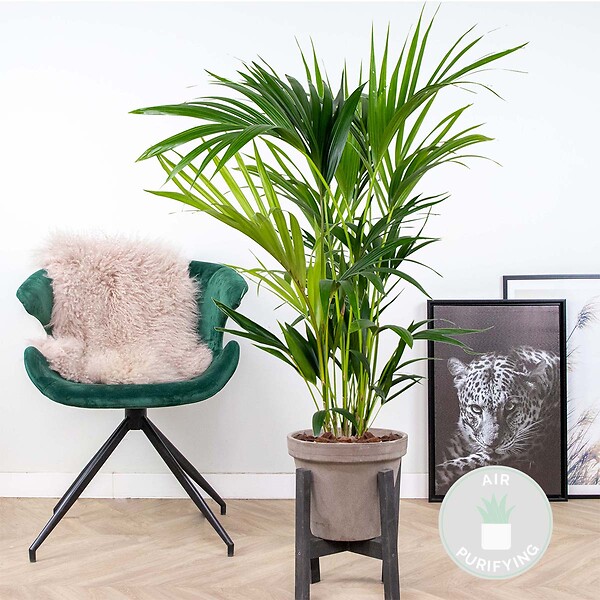 BLOOMIQUE - Howea Forsteriana - Palmier Kentia - Plantes d’intérieur - Dépolluante - H. 80-100 cm - P. 19 cm - large