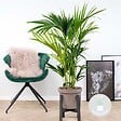 BLOOMIQUE - Howea Forsteriana - Palmier Kentia - Plantes d’intérieur - Dépolluante - H. 80-100 cm - P. 19 cm - vignette