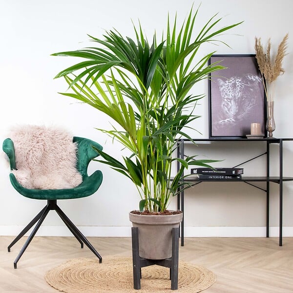 BLOOMIQUE - Howea Forsteriana - Palmier Kentia - Plantes d’intérieur - Dépolluante - H. 80-100 cm - P. 19 cm - large