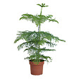 BLOOMIQUE - Araucaria Heterophylla - Pin de Norfolk - Plante d’intérieur - Dépolluante - H. 80-100 cm - P. 21 cm - vignette