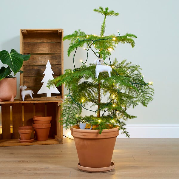 BLOOMIQUE - Araucaria Heterophylla - Pin de Norfolk - Plante d’intérieur - Dépolluante - H. 80-100 cm - P. 21 cm - large