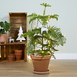 BLOOMIQUE - Araucaria Heterophylla - Pin de Norfolk - Plante d’intérieur - Dépolluante - H. 80-100 cm - P. 21 cm - vignette