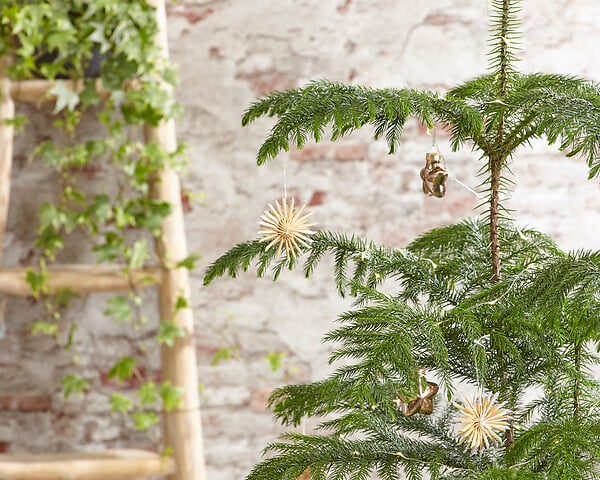 BLOOMIQUE - Araucaria Heterophylla - Pin de Norfolk - Plante d’intérieur - Dépolluante - H. 80-100 cm - P. 21 cm - large