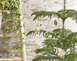 BLOOMIQUE - Araucaria Heterophylla - Pin de Norfolk - Plante d’intérieur - Dépolluante - H. 80-100 cm - P. 21 cm - vignette