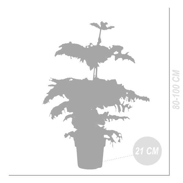 BLOOMIQUE - Araucaria Heterophylla - Pin de Norfolk - Plante d’intérieur - Dépolluante - H. 80-100 cm - P. 21 cm - large