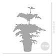 BLOOMIQUE - Araucaria Heterophylla - Pin de Norfolk - Plante d’intérieur - Dépolluante - H. 80-100 cm - P. 21 cm - vignette