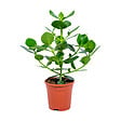 BLOOMIQUE - Clusia Rosea - Arbre cochon - Plantes d’intérieur - Dépolluante - H. 50-60 cm - P. 17 cm - vignette