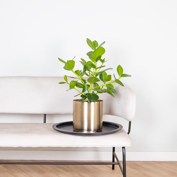 BLOOMIQUE - Clusia Rosea - Arbre cochon - Plantes d’intérieur - Dépolluante - H. 50-60 cm - P. 17 cm - large