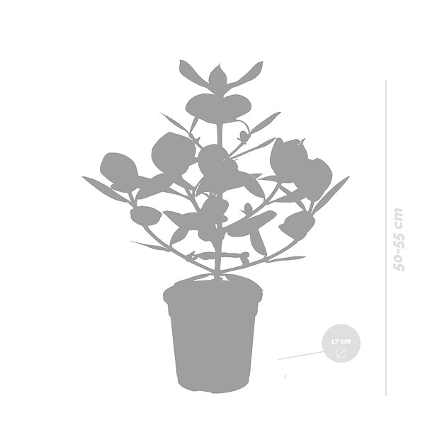 BLOOMIQUE - Clusia Rosea - Arbre cochon - Plantes d’intérieur - Dépolluante - H. 50-60 cm - P. 17 cm - large