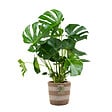 BLOOMIQUE - Monstera Deliciosa - Monstera - Plante d’intérieur - Dépolluante - Facile à entretenir - H. 70-80 cm - vignette