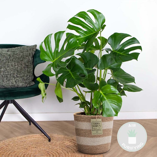 BLOOMIQUE - Monstera Deliciosa - Monstera - Plante d’intérieur - Dépolluante - Facile à entretenir - H. 70-80 cm - large