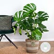 BLOOMIQUE - Monstera Deliciosa - Monstera - Plante d’intérieur - Dépolluante - Facile à entretenir - H. 70-80 cm - vignette