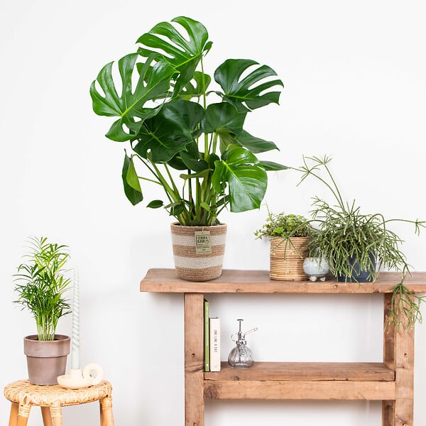 BLOOMIQUE - Monstera Deliciosa - Monstera - Plante d’intérieur - Dépolluante - Facile à entretenir - H. 70-80 cm - large