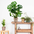 BLOOMIQUE - Monstera Deliciosa - Monstera - Plante d’intérieur - Dépolluante - Facile à entretenir - H. 70-80 cm - vignette