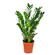 BLOOMIQUE - Zamioculcas Zamiifolia - Zamioculcas - Plante d’intérieur - Dépolluante - H. 50-60 cm - P. 17 cm - vignette
