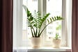 BLOOMIQUE - Zamioculcas Zamiifolia - Zamioculcas - Plante d’intérieur - Dépolluante - H. 50-60 cm - P. 17 cm - vignette