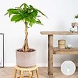 BLOOMIQUE - Pachira Aquatica - Arbre à monnaie - Cacaoyer d’eau - Plantes d’intérieur - H. 60-70 cm - P. 17 cm - vignette