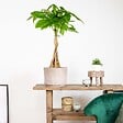 BLOOMIQUE - Pachira Aquatica - Arbre à monnaie - Cacaoyer d’eau - Plantes d’intérieur - H. 60-70 cm - P. 17 cm - vignette
