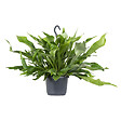BLOOMIQUE - Platycerium bifurcatum - Corne d’élan - Plantes d’intérieur - Plantes suspendues - H. 30-40 cm - vignette
